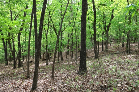 Secluded Land For Sale In Norfork, Arkansas - image 8
