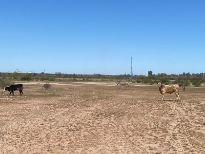 Online Auction 89 Acres + House In 2 Parcels (Picacho, Az) - image 15
