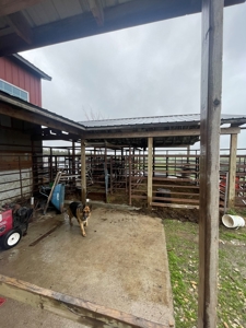 Home & Building For Sale - image 6