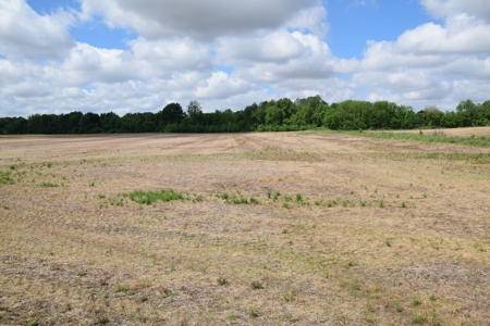 15.78 Ac. Building Spot, Mini Farm, Crockett Co, Alamo, TN - image 3