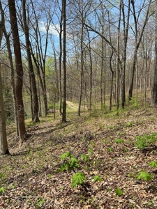 TRACT 1 - Exclusive Solsberry Indiana Online Land Auction - image 19