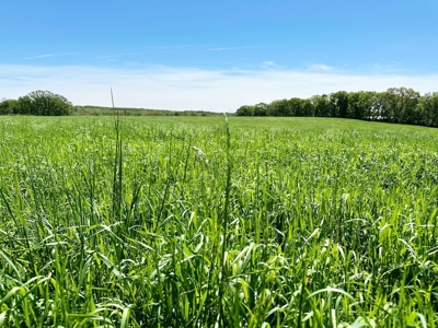 Cedar County Pasture Land for Sale - image 3