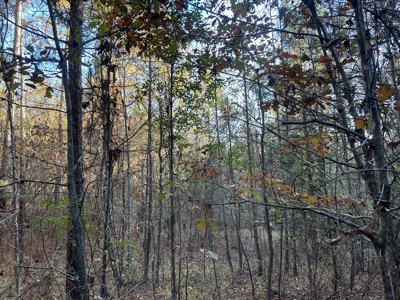 Timber Land W/ River Frontage in Ouachita Co., AR for Sale - image 16