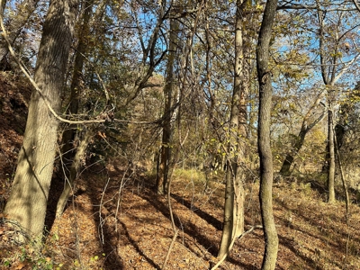 Timber Land W/ River Frontage in Ouachita Co., AR for Sale - image 13