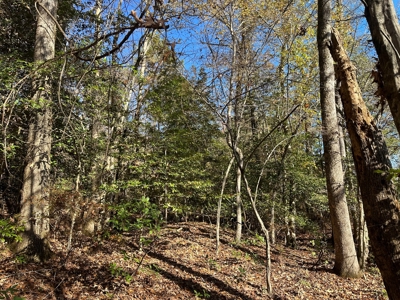 Timber Land W/ River Frontage in Ouachita Co., AR for Sale - image 11
