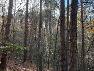 Timber Land W/ River Frontage in Ouachita Co., AR for Sale - image 14