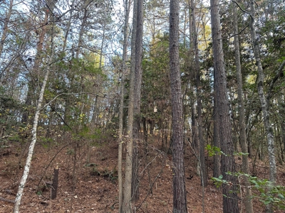 Timber Land W/ River Frontage in Ouachita Co., AR for Sale - image 18