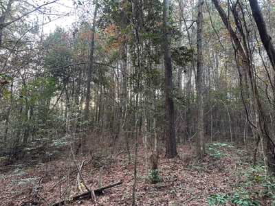 Timber Land W/ River Frontage in Ouachita Co., AR for Sale - image 17