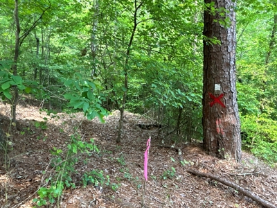 Timber Land W/ River Frontage in Ouachita Co., AR for Sale - image 10