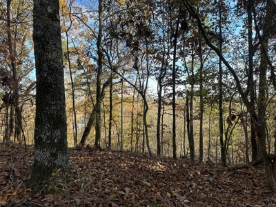 Timber Land W/ River Frontage in Ouachita Co., AR for Sale - image 15