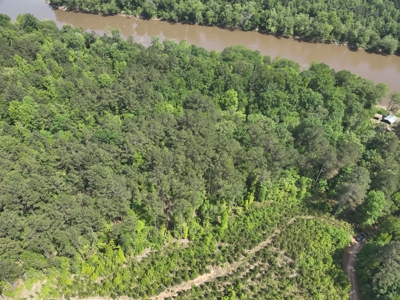 Timber Land W/ River Frontage in Ouachita Co., AR for Sale - image 3