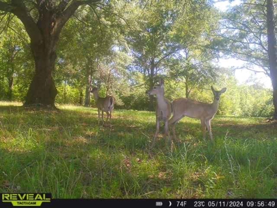 300ac Land & Home for Sale North Florida Farm - Hunting - image 49