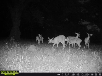 300ac Land & Home for Sale North Florida Farm - Hunting - image 50