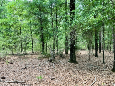 300ac Land & Home for Sale North Florida Farm - Hunting - image 13