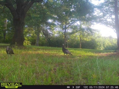 300ac Land & Home for Sale North Florida Farm - Hunting - image 48