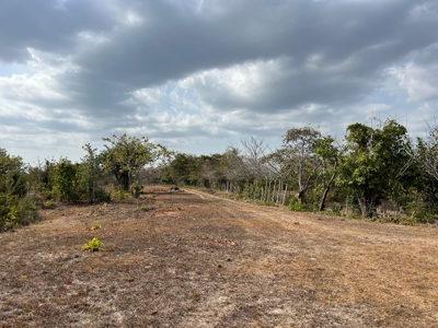 23 hectares farm in El Higo, San Carlos - image 4