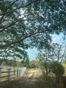 23 hectares farm in El Higo, San Carlos - image 11