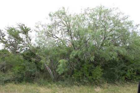 .94 Acre in Carmel Hills on Lake Corpus Christi, TX - image 2