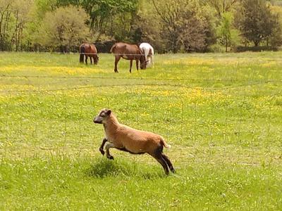 Beautiful Mountain Top Farm in Madison County Arkansas - image 4