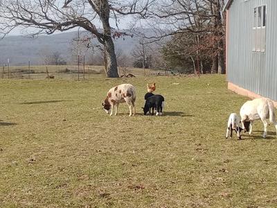 Beautiful Mountain Top Farm in Madison County Arkansas - image 2