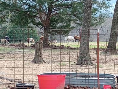 Beautiful Mountain Top Farm in Madison County Arkansas - image 10