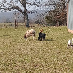 Beautiful Mountain Top Farm in Madison County Arkansas - image 19