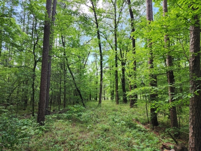 Acreage on Kiamichi River -  National Forest Area - image 11