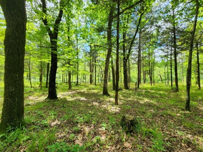 Acreage on Kiamichi River -  National Forest Area - image 3
