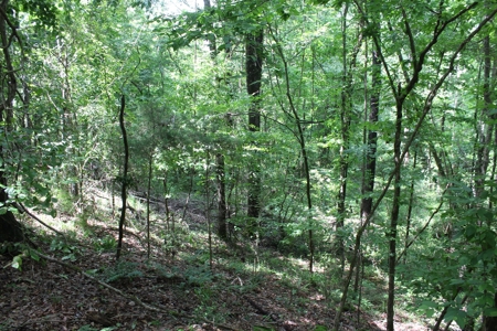 Land For Sale Lincoln County Bogue Chitto Mississippi - image 7