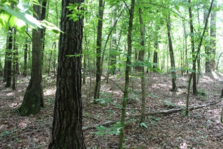 Land For Sale Lincoln County Bogue Chitto Mississippi - image 9