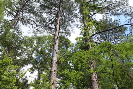 Land For Sale Lincoln County Bogue Chitto Mississippi - image 3