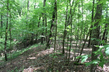 Land For Sale Lincoln County Bogue Chitto Mississippi - image 8
