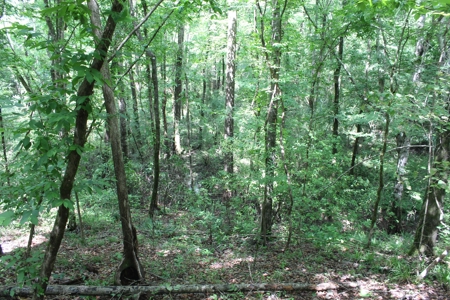 Land For Sale Lincoln County Bogue Chitto Mississippi - image 6