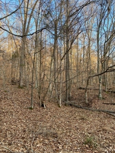41 Unrestricted and Surveyed Acres in Surgoinsville, TN - image 31