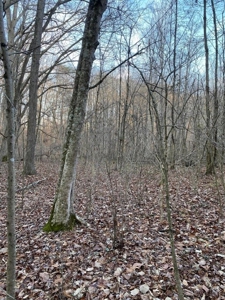 41 Unrestricted and Surveyed Acres in Surgoinsville, TN - image 18