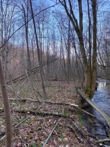 41 Unrestricted and Surveyed Acres in Surgoinsville, TN - image 21
