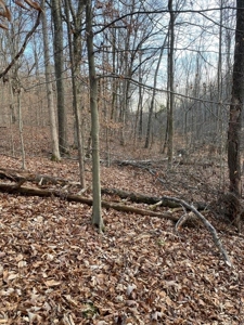 41 Unrestricted and Surveyed Acres in Surgoinsville, TN - image 33
