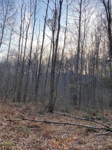 41 Unrestricted and Surveyed Acres in Surgoinsville, TN - image 38