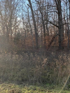 41 Unrestricted and Surveyed Acres in Surgoinsville, TN - image 41