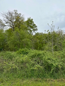 41 Unrestricted and Surveyed Acres in Surgoinsville, TN - image 3