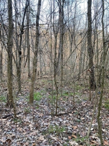 41 Unrestricted and Surveyed Acres in Surgoinsville, TN - image 25