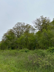41 Unrestricted and Surveyed Acres in Surgoinsville, TN - image 4
