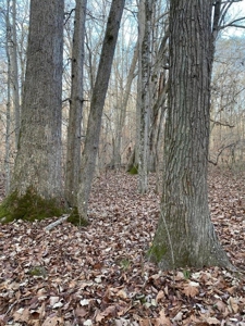 41 Unrestricted and Surveyed Acres in Surgoinsville, TN - image 34
