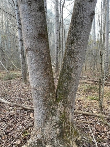 41 Unrestricted and Surveyed Acres in Surgoinsville, TN - image 36