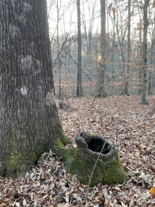 41 Unrestricted and Surveyed Acres in Surgoinsville, TN - image 32