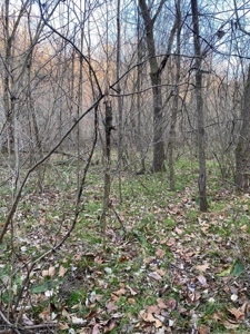 41 Unrestricted and Surveyed Acres in Surgoinsville, TN - image 40