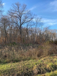 41 Unrestricted and Surveyed Acres in Surgoinsville, TN - image 13