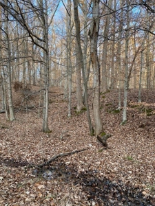 41 Unrestricted and Surveyed Acres in Surgoinsville, TN - image 37