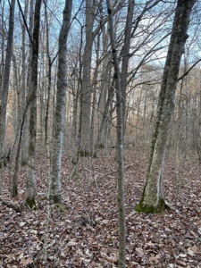 41 Unrestricted and Surveyed Acres in Surgoinsville, TN - image 19