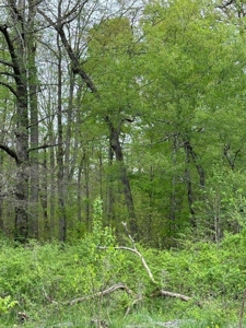 41 Unrestricted and Surveyed Acres in Surgoinsville, TN - image 8